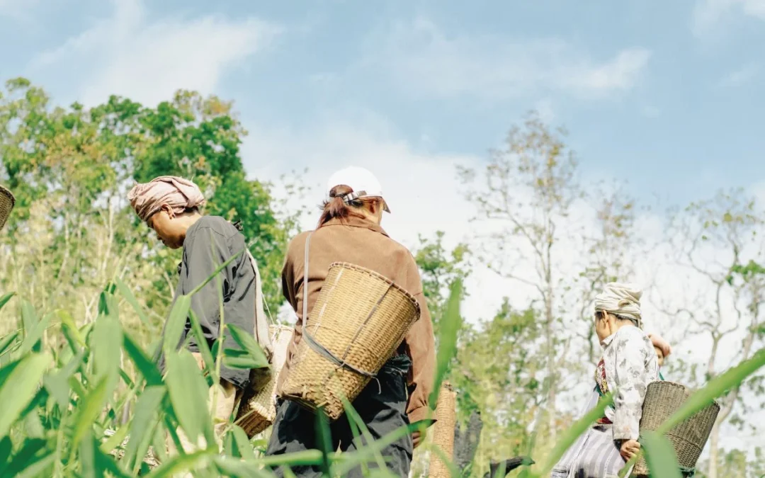 “ปว่า เหม่ เปอ ซะ เส่อ มู” (ป่าคือชีวิต) บทสนทนาระหว่างคนกับป่าในวิถีไร่หมุนเวียนแห่งห้วยห้อม